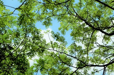 緑葉がいっぱい