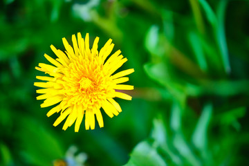 wild yellow dandelion close-up macro color nature