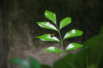 A little bug on green leaf 