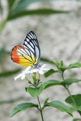 A colorful butterfly on white flower