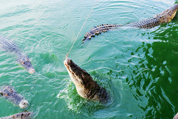 Picture of the crocodile groups  in the water. The one of them jumping  to grab the fresh chicken from the feeding hook
