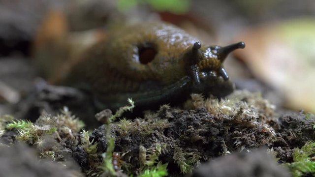 Close-up lockdown shot of slug on tiny plants by ant in forest - Steigerwald, Germany