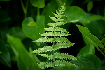 A Marsh Fern with droplots of a recent rain on the foilage. Raleigh, North Carolina.