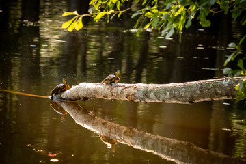 An Eastern River Cooter (left) and a Yellow-bellied Slider share a log while sunning. Wake County, North Carolina.