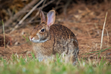 Naklejka na ściany i meble A cottontail rabbit out enjoying the grass. Wake County, North Carolina.