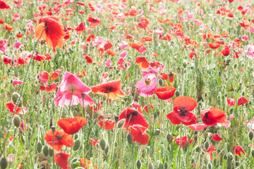 Fototapeta premium ポピー畑