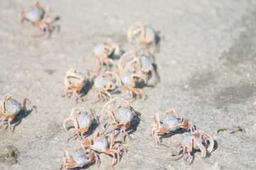 hermit crab on the beach