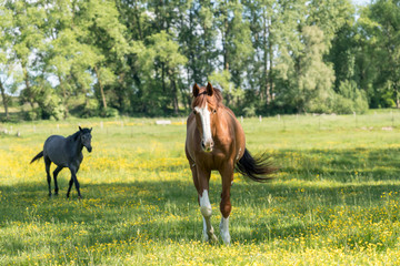 Horses in the pasture © denboma