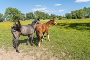 Obraz premium Horses in the pasture
