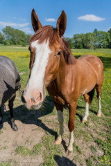 Fototapeta premium Horses in the pasture
