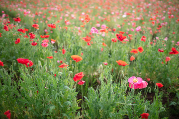 ポピー畑