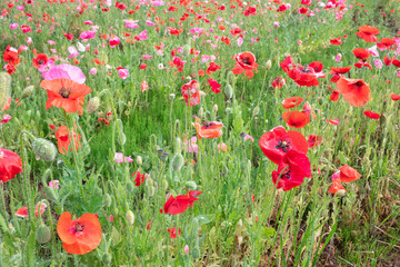 Fototapeta premium ポピー畑