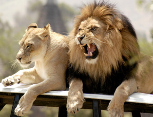 Male Lion roars his dissatisfaction at his lioness. 