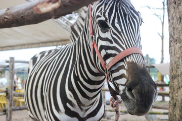 zebra in zoo