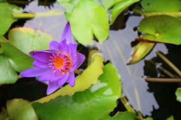 A purple lotus flower with green leaves in the pond
