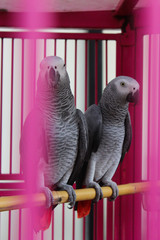 parrot in cage