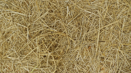 Close up - dry straw background.