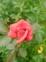 pink rose in garden
