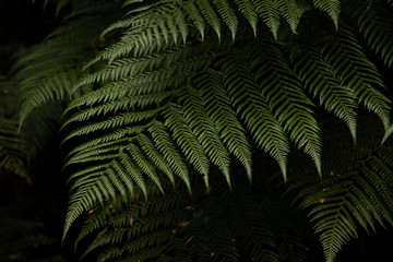 Fototapeta na wymiar Moody fern lighting