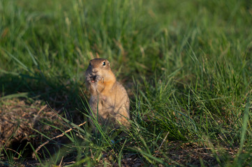 Naklejka na ściany i meble ground squirrel eats food in the field