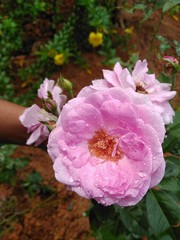 pink rose bush