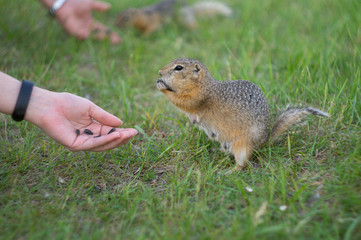 Naklejka na ściany i meble ground squirrel eats food in the field