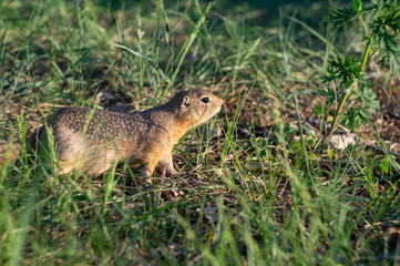 ground squirrel eats food in the field