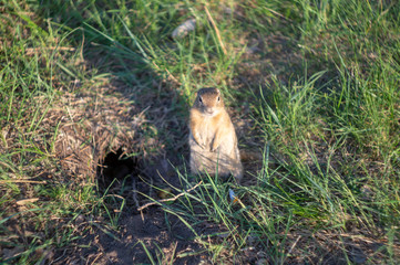 Obraz premium ground squirrel eats food in the field