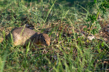 ground squirrel eats food in the field