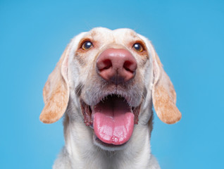 cute dog in a studio on an isolated background