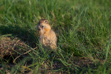 ground squirrel eats food in the field