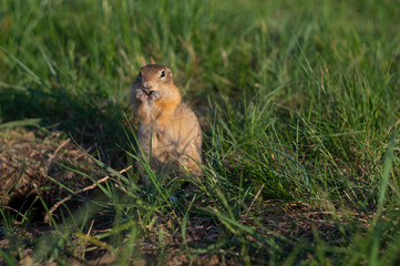 ground squirrel eats food in the field