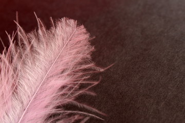 Light, airy pink feather on a black background