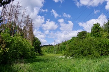 Waldlichtung