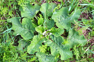 In the spring burdock begins to grow, top view