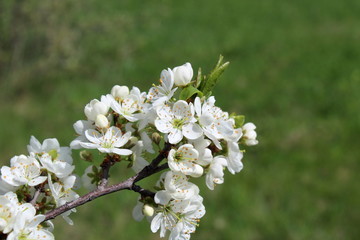 Obraz na płótnie Canvas White plum flowers on a background of green grass