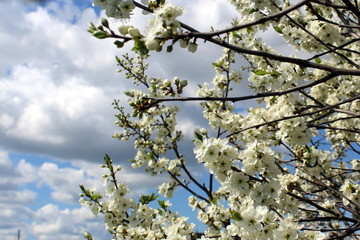 White plum flowers on a background of green grass