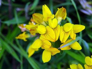 Fototapeta na wymiar Fleurs sauvages jaunes