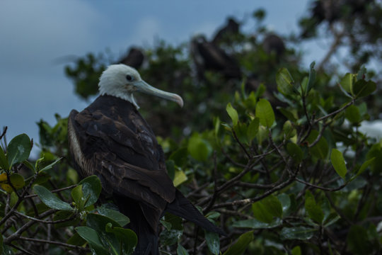 Aves en los manglares de Tumbes, Perú
