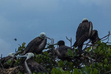 Aves en los manglares de Tumbes, Perú