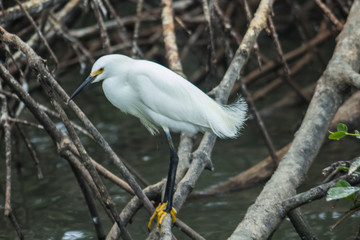 Aves en los manglares de Tumbes, Perú