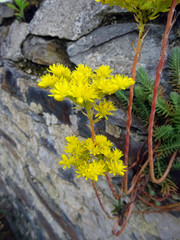 Fleurs de sedum jaune