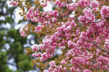 Naklejka premium 春の花