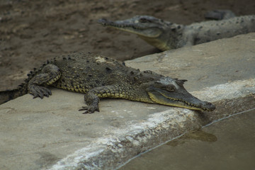 Reserva de Caimanes en Tumbes, Peru