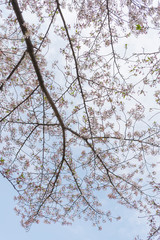 Obraz premium ソメイヨシノと青空