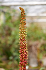 Monkey Cups flower plant (Nepenthes Mirabilis) or nepenthes