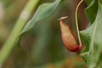 Close up Monkey Cups plant (Nepenthes Mirabilis) or nepenthes