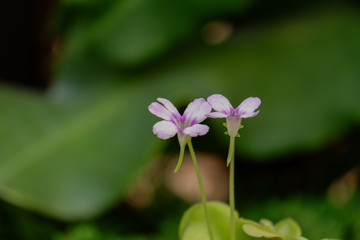 Pinguicula or Butterwort plant. Carnivorous flower background