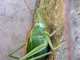 Sauterelle verte