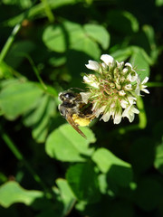 Abeille et fleur de trèfle